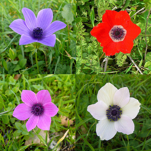 Anemone coronaria